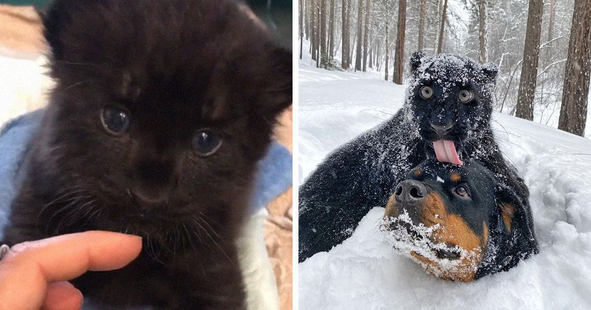 Abandoned Panther Grows Up With A Human And Rottweiler | Bored Panda
