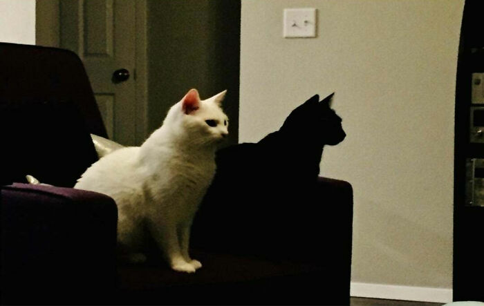 Mi gato negro parece la sombra de mi gato blanco