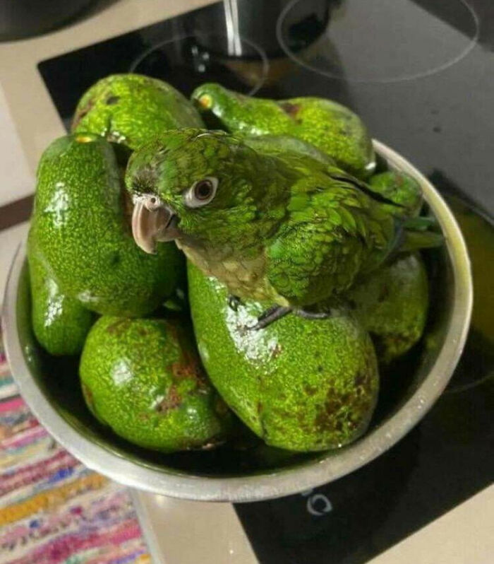 How Many Avocados Do You See