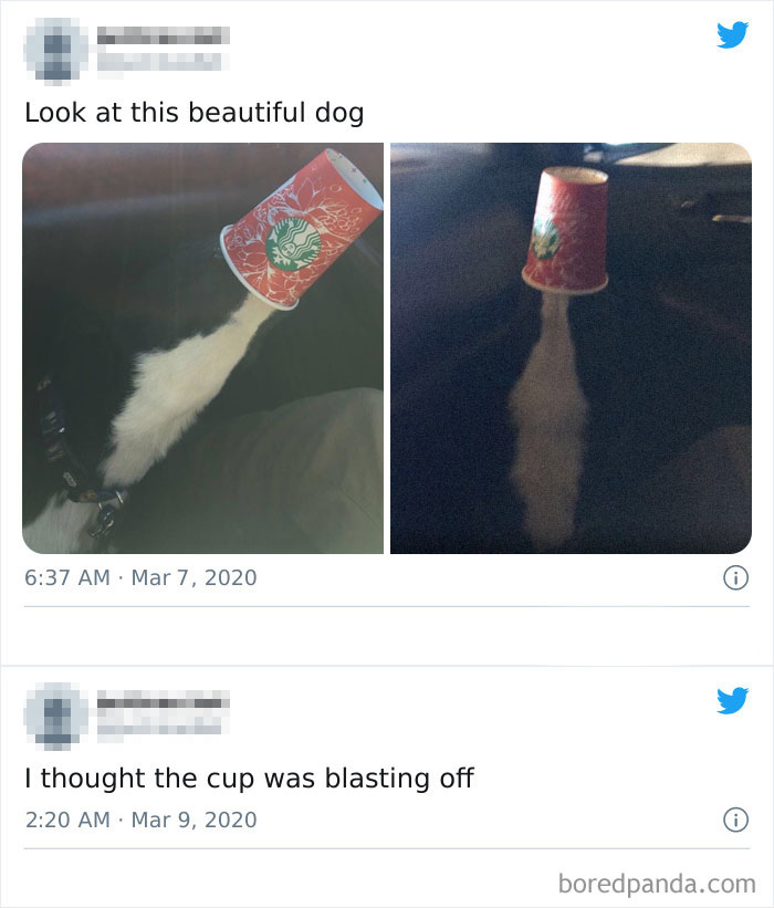 Dog With A Starbucks Cup In Its Snout