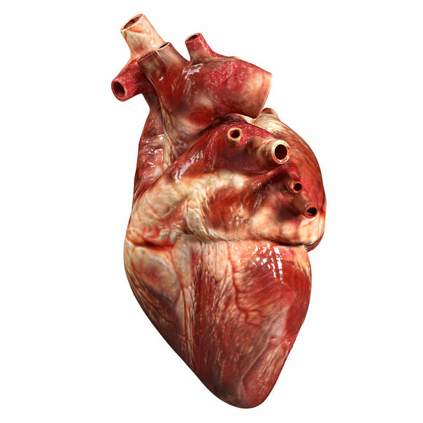 accurate-human-heart-3d-model-obj-3ds-fbx-blend-dae-2.jpg