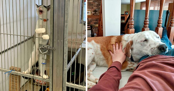 Las 40 fotos de adopciones de mascotas más reconfortantes del mes de Marzo