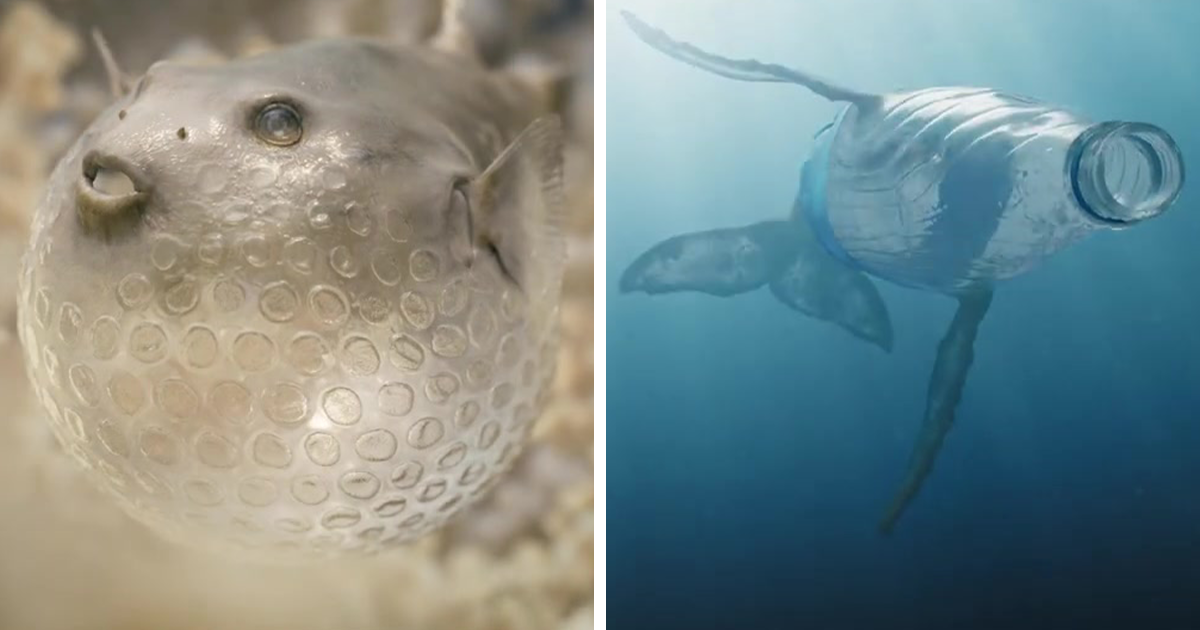 A Heartbreaking Animation Shows Oceans Polluted By Plastic | Bored Panda