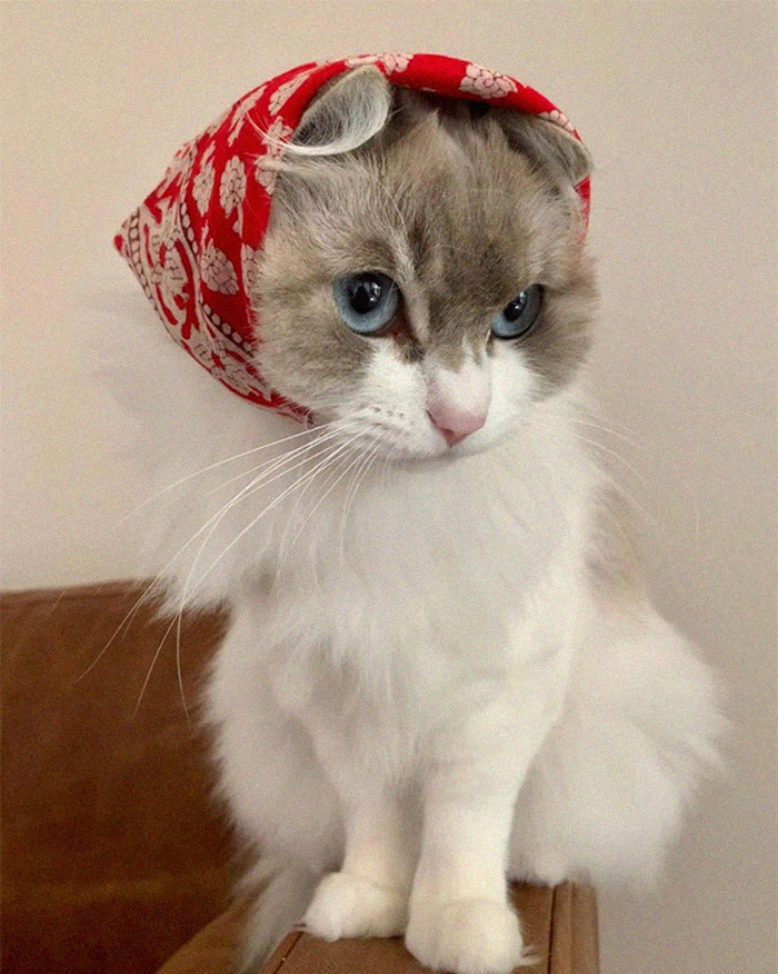 Babushka Cat