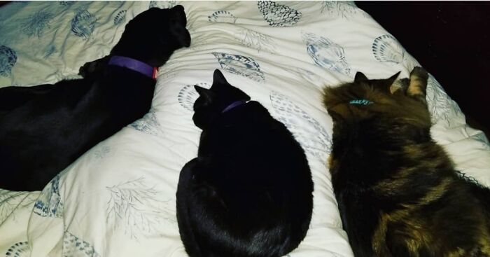 From L To R: Nica, Cleopatra, And Caspian. Here They Are Playing #findthehooman