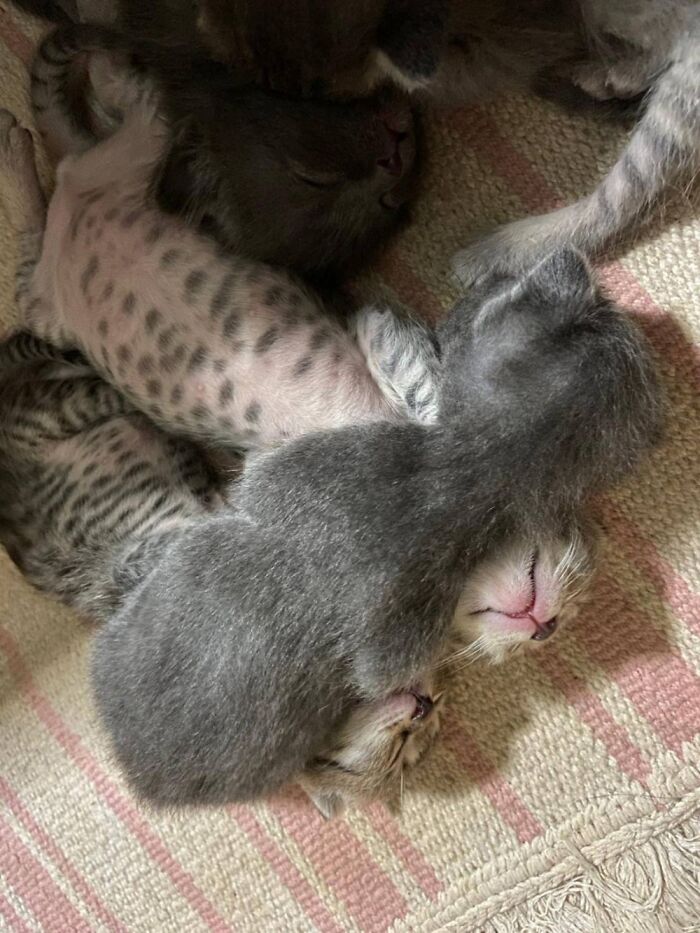 A Friend In Thailand Took In A Cat To Find Out She Was Pregnant A Bit Later. Here Be Kittens!