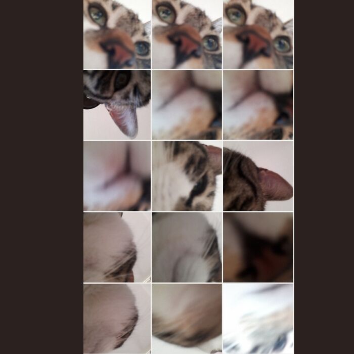 That One Time My Cat Found The Camera Button And I Found Around 65 Selfies On My Camera Roll