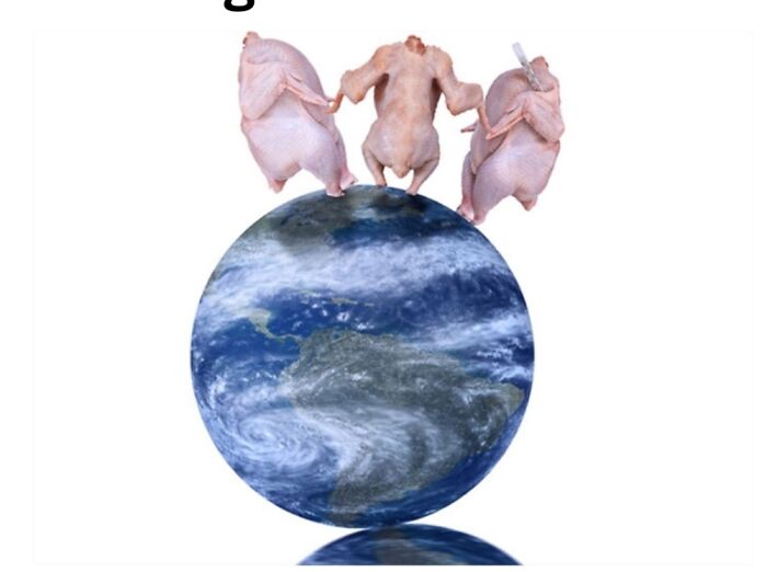 3 Dead Chickens On Top Of The World