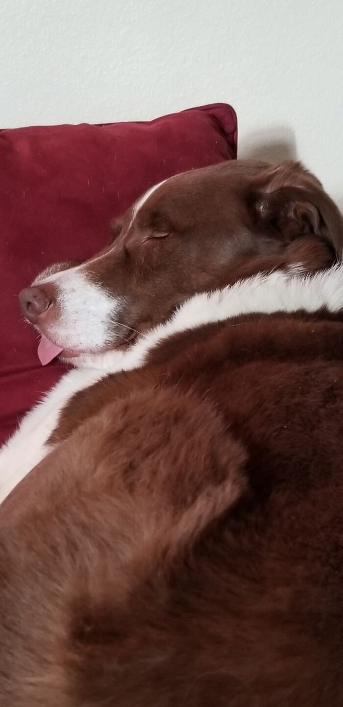 Chester's Tongue Is Always Out
