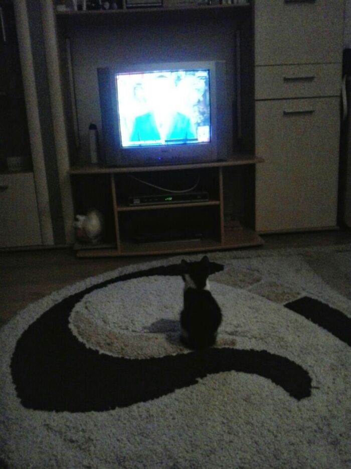 Dixy, Learn To Watch TV... 5 Years Ago...