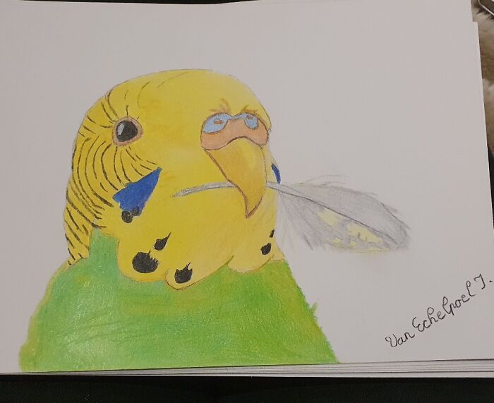Made A Drawing Of My Budgie Playing With Her Own Feather 🪶