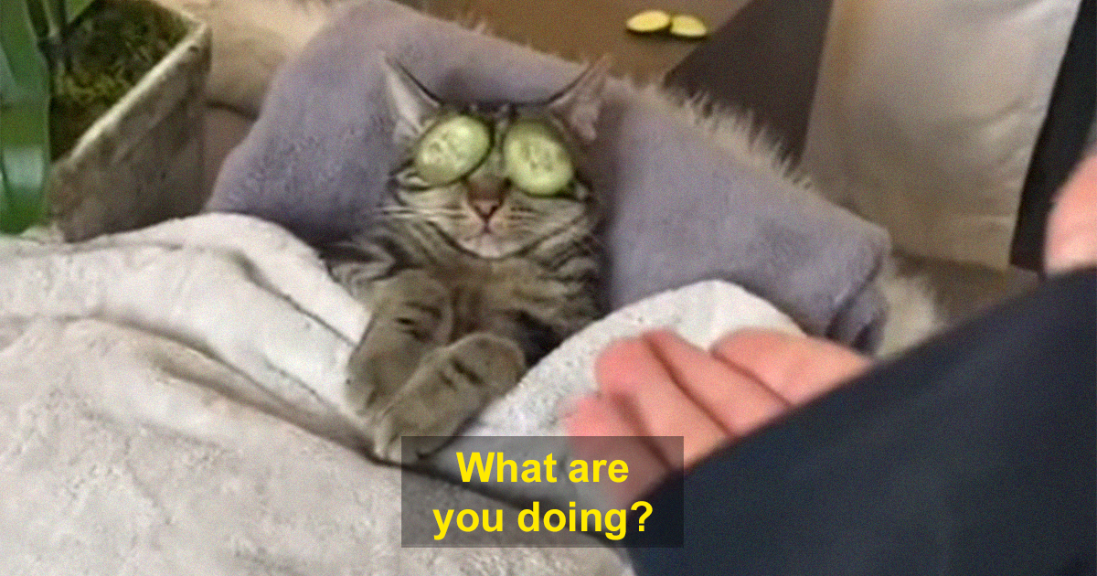 A Video Of Cat Having A Spa Day With Owner Goes Viral | Bored Panda
