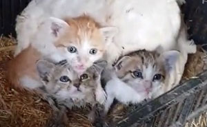 A Guy Finds His Chicken Taking Care Of Three Orphaned Kittens 