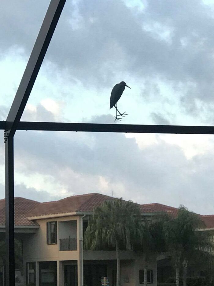 My Bff Moved From The Left Coast To Florida. So She Sends Me Lots Of Bird Pictures. With Permission I Present The Skywalker