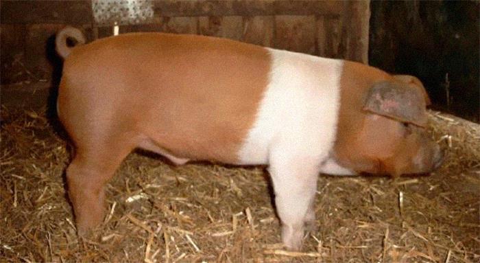Til About The Danish Protest Pig. In The Early 20th Century, Danes Living Under Prussian Rule Were Banned From Displaying The Danish Flag. To Protest This, They Bred Pigs With A Red And White Color Pattern Similar To Their Flag. The Breed Is Now Called "Danish Protest Pig".