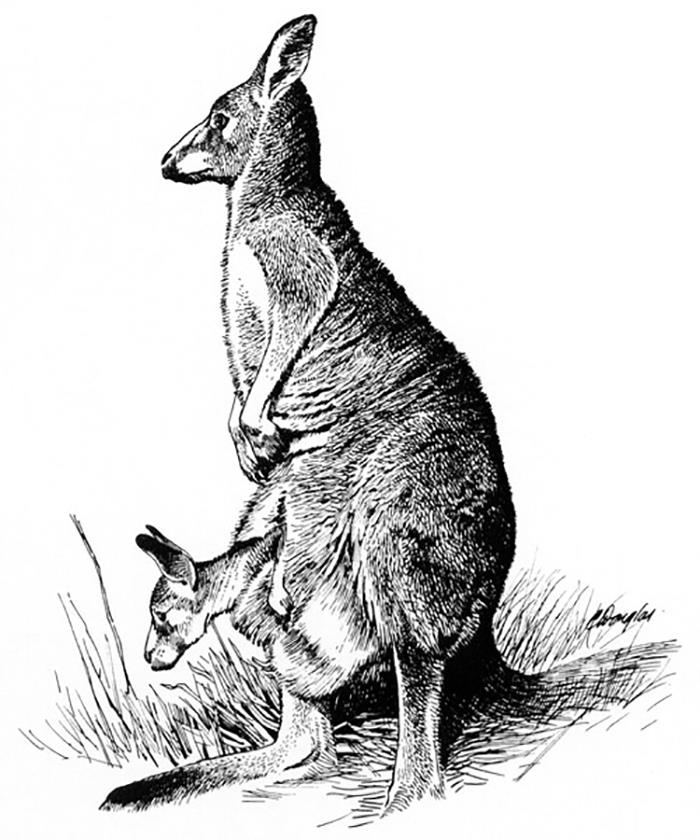 Til When Pursued, Kangaroos Will Lure The Chaser To Bodies Of Water. So They Can Hold Their Pursuer Under And Drown Them.