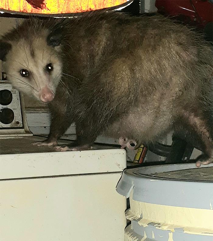 This Is Stone Cold Steve Possum, Whom I Very Quickly Discovered Was "Stevie" When She Brought Her Tummy Pouch Full Of Bébés To Dinner