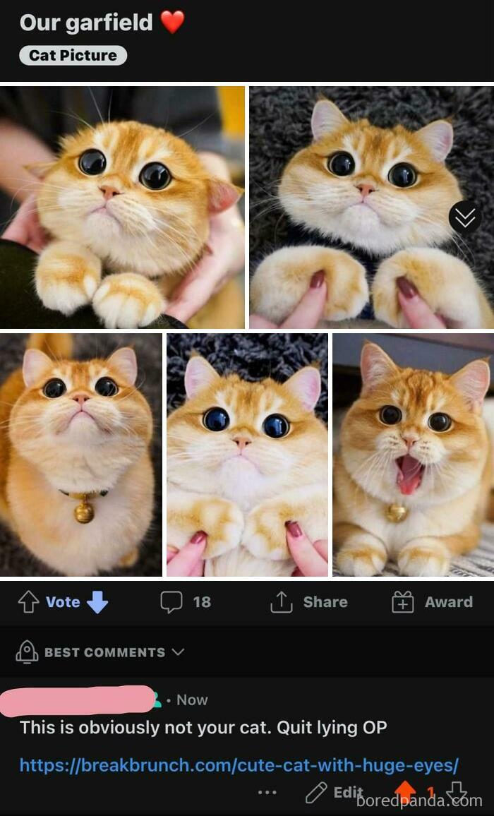 This Person Posted To Multiple Subreddits Claiming This Is Their Cat Named Garfield. The Cats Actual Name Is Pisco