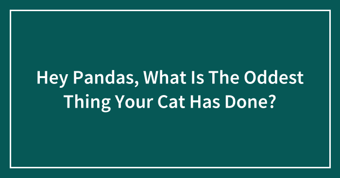 Hey Pandas, What Is The Oddest Thing Your Cat Has Done? (Closed)