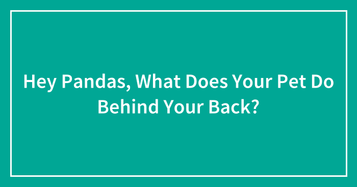 Hey Pandas, What Does Your Pet Do Behind Your Back? (Closed)