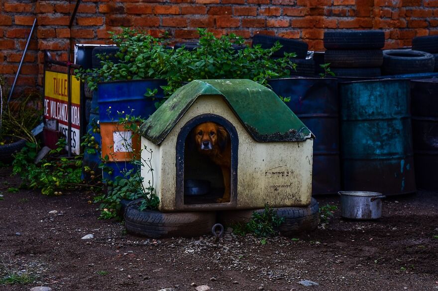 Learn How To Build A Simple Dog House Learn How To Build A Simple Dog House