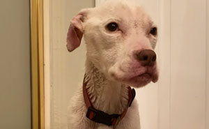 This Dog Was Left For Dead, But Her Luck Turned Around, And She's Now Healthy And Has A Loving Home