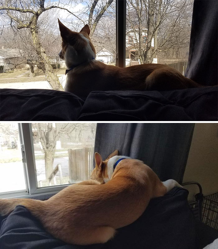 I Think My Dog Thinks He Is A Cat