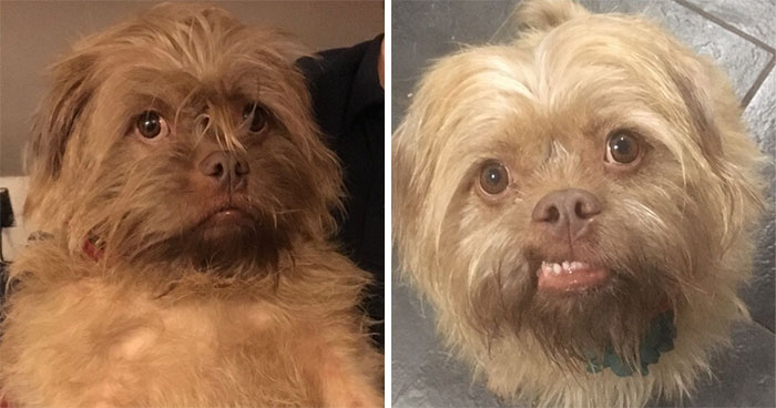 People Say These Dogs Have A Very Human-Like Look On Their Faces (21 Pics)