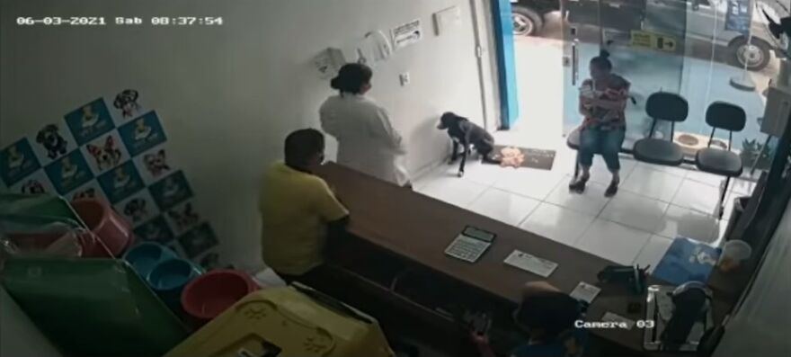 "He Put The Injured Paw Forward": Video Shows Stray Dog Wandering Into A Vet Clinic As If To Ask For Help