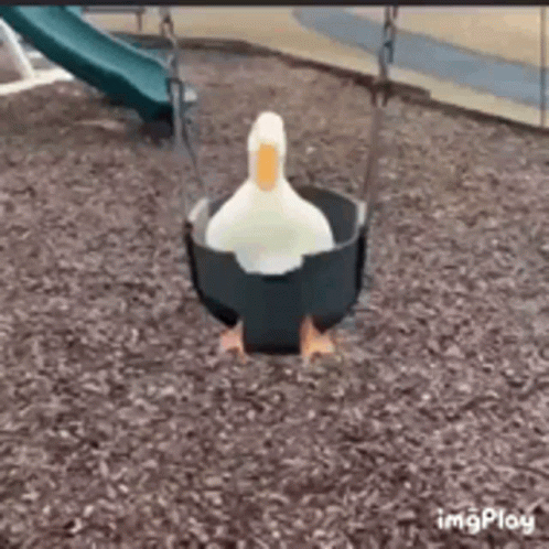 Ducky On A Swing