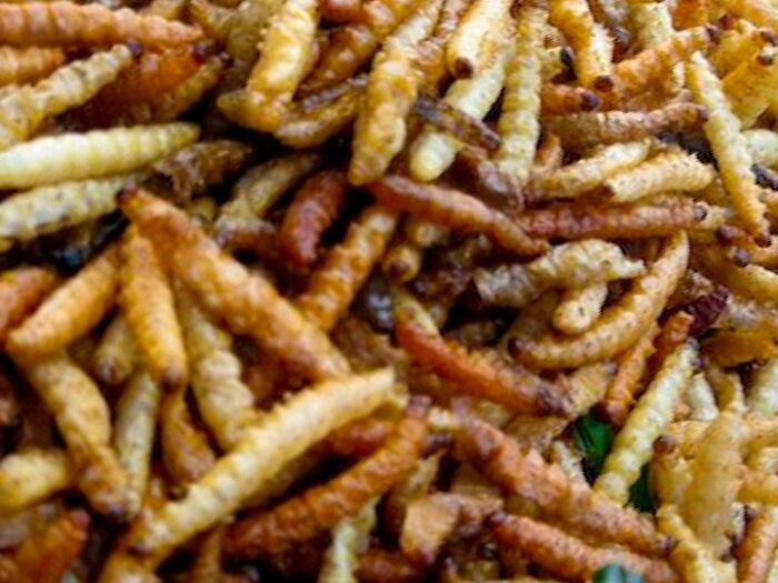 Fried Maggots. Taste Like Soft Chips