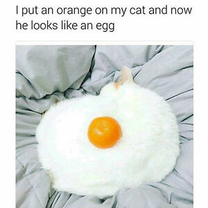 Egg Cat