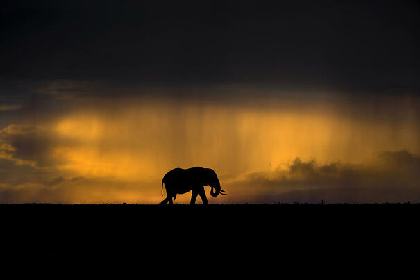 elephant-in-a-rain-storm-at-sunset-xavier-ortega-604d4810686fb.jpg