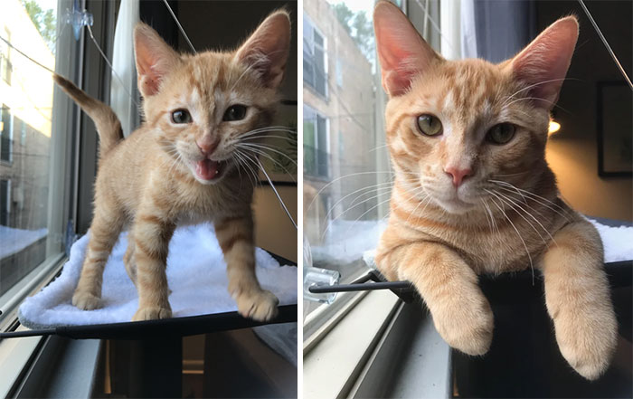 From Feisty Ten-Week-Old To Mellowed-Out 7-Month-Old. Still Loves His Window Perch!