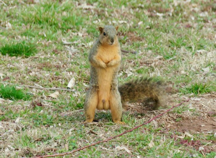 Next Time Starring On Squirrel Porn Is Ballsy The Squirrel