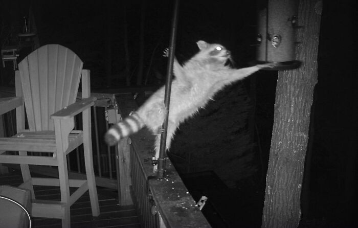 I'm Sure Y'all Can Think Of A Good Caption For This Pole Dancing Raccoon