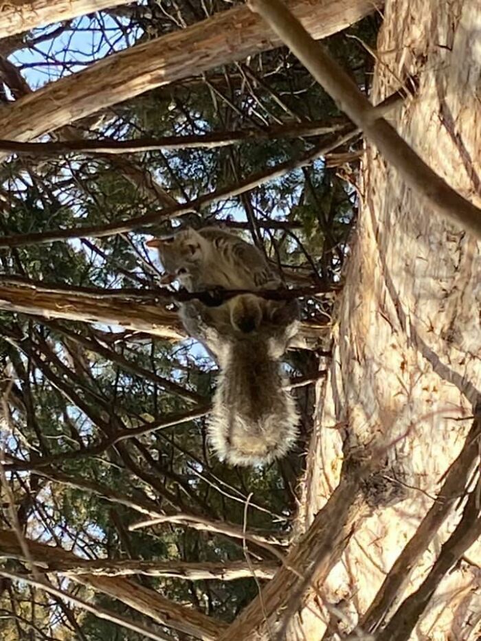 Spotted While Hanging In My Hammock Out Back