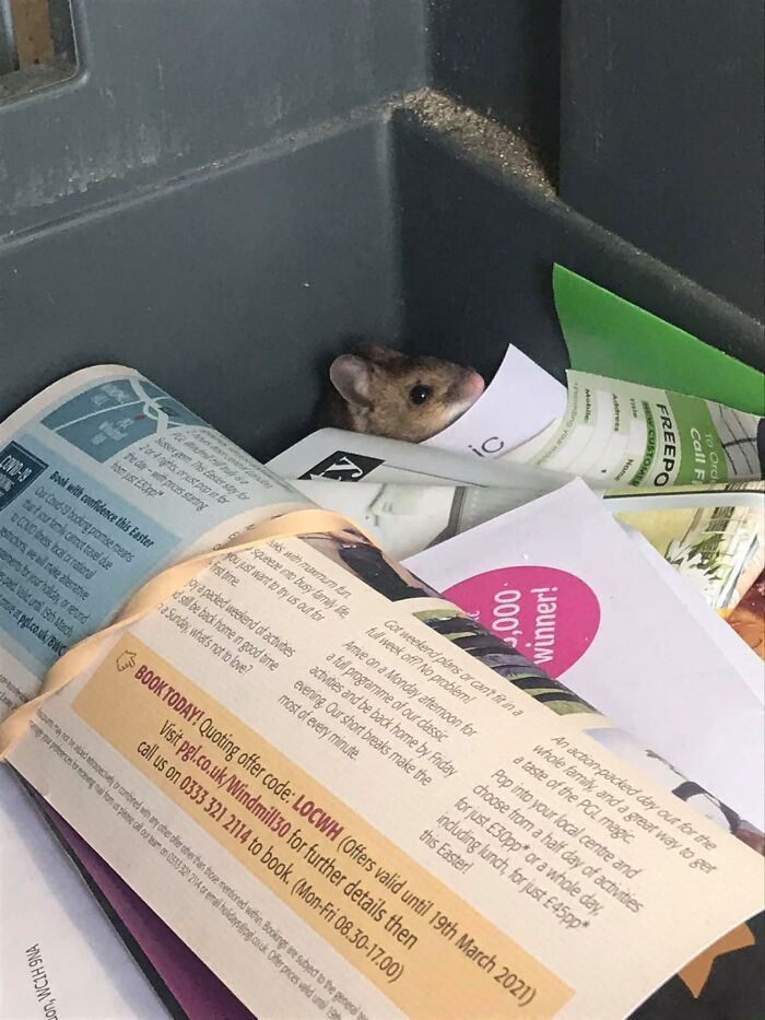 A Rare Sighting Of The Junk-Mail Mouse
