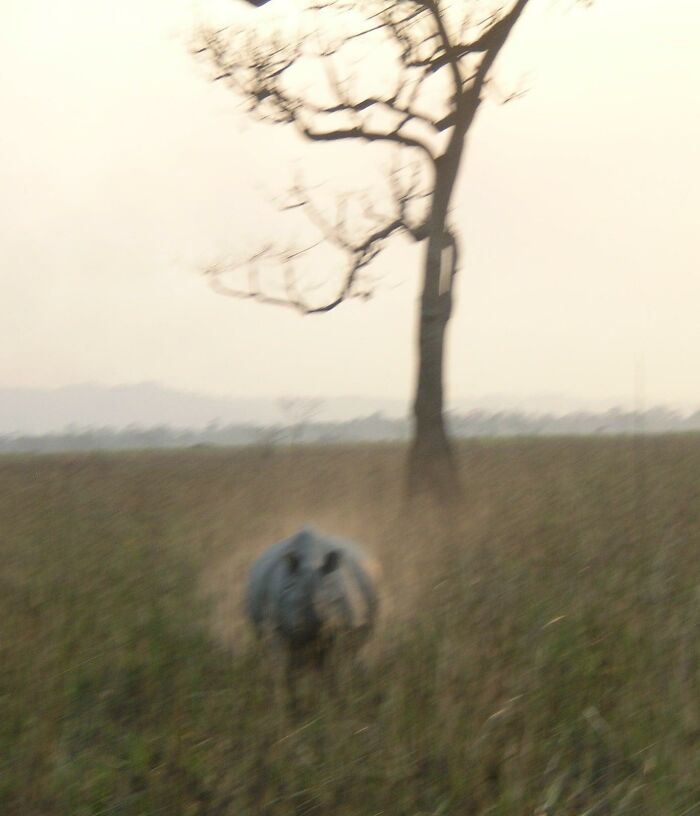 Charging Rhino, Kaziranga Natl Park, India. Hands Holding Camera Shaking Too Much, And Almost Peed My Pants
