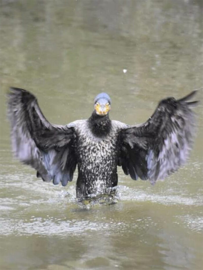 Man In Bird Suit Or Cormorant, Can't Even Remember Were This Pic Came From On My Phone Scrolled Down And There It Was,couldn't Stop Laughing So Here It Is For You