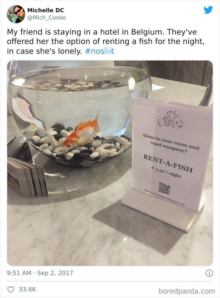 Hotel In Europe Offers A Rent A Pet Fish For Single Travelers