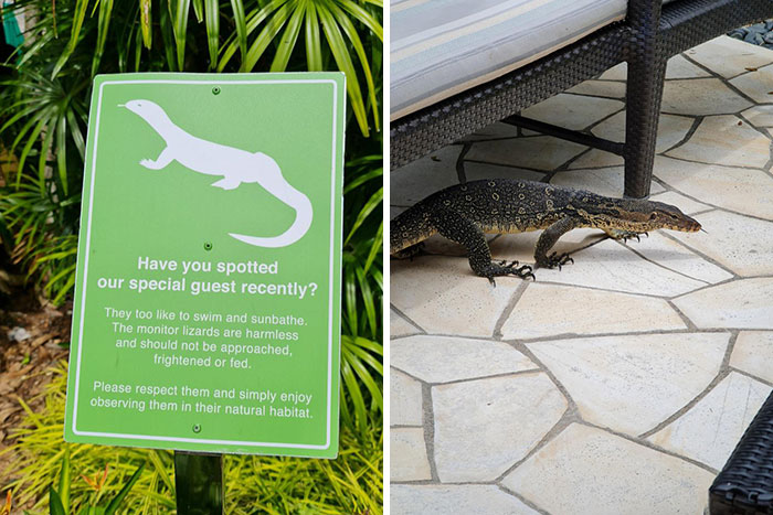 The Hotel I'm Staying At Has A Monitor Lizard That Roams The Grounds And Swims In The Pool