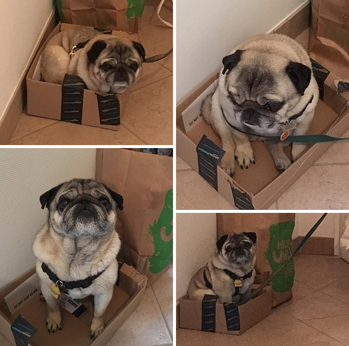 Le encanta sentarse en una caja