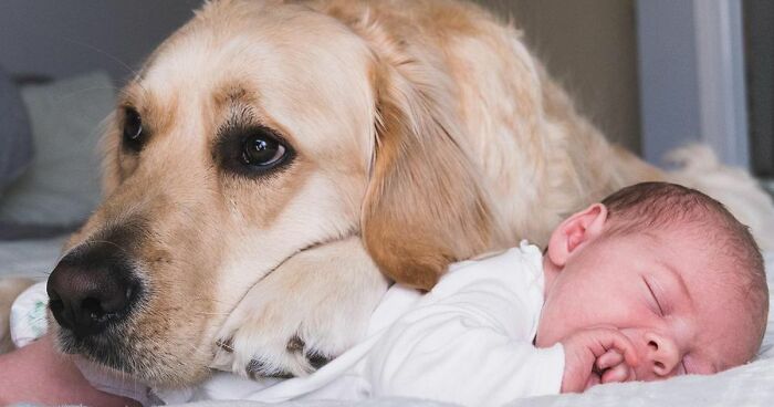 Golden Retriever Becomes A Big Brother To His Human Sister Right From Her Birth, And These 39 Pics Show Their Incredible Bond