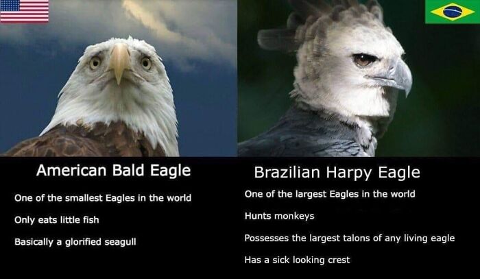 Virgin Bald Eagle vs. Chad Brazilian Harpy Eagle