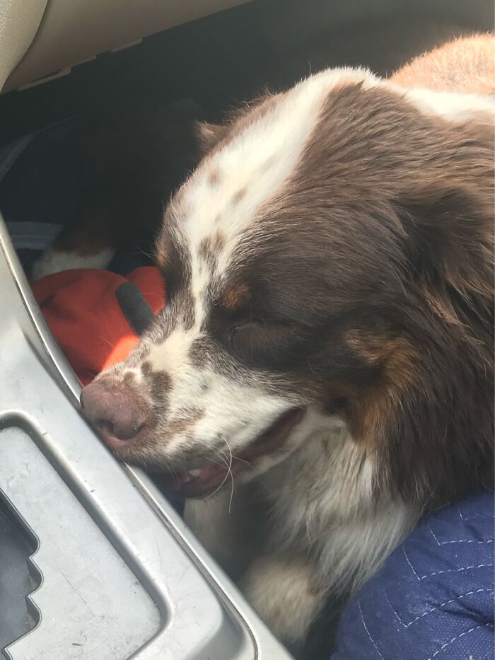Fell Asleep After A Great Day At The Dog Park!