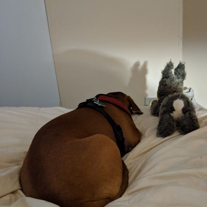 Zoe And Her Bunny Telling Bedtime Stories.