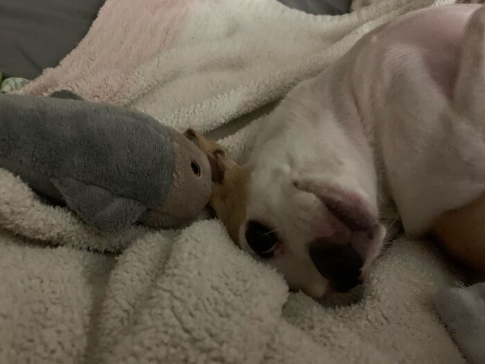 Poppy And The Whale