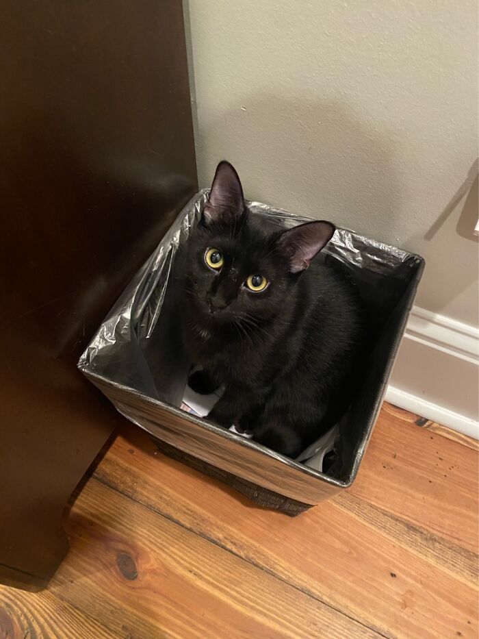 This Is Jot. She Likes Box.
