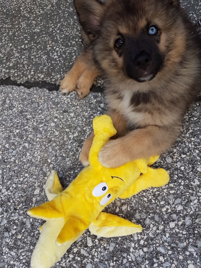 Baby Koda With A Banana For Scale